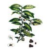 Cioccolato affinato nel Tè Lapsang Souchong 2 cioccolato affinato nel te
