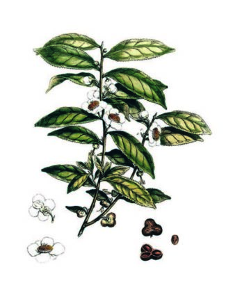 cioccolato affinato nel te