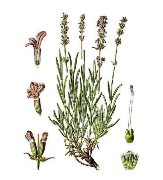 Cioccolato affinato nei fiori di Lavanda 3 cioccolato affinato nella lavanda