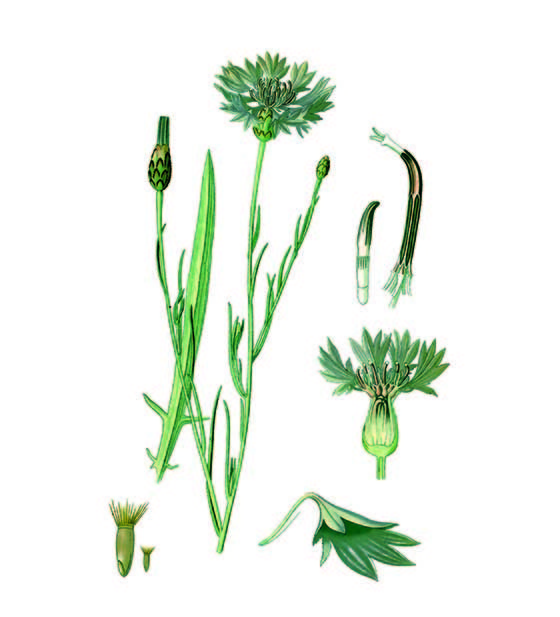 Cioccolato affinato nei fiori di Fiordaliso 3 cioccolato affinato nei fiori di fiordaliso