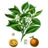 Cioccolato affinato nelle zagare d'Arancio 2 cioccolato affinato nei fiori d'arancio