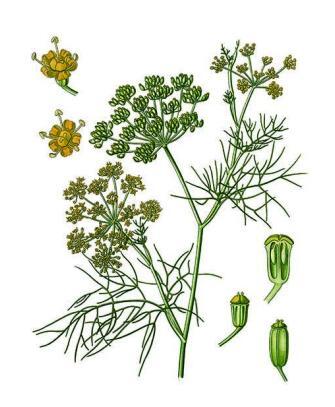 fiori di finocchietto